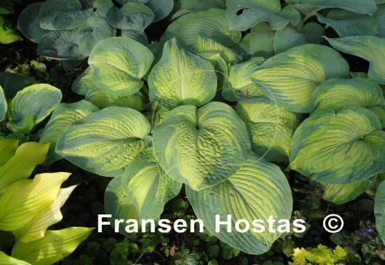 Hosta Super Nova - Fransen Hostas